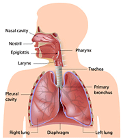 Patologie